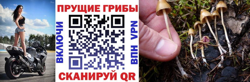 цена   Кинель  Псилоцибиновые грибы мицелий 